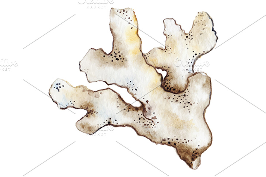 Watercolor coral reef polyp vector in Illustrations - product preview 8