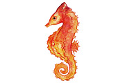 Watercolor seahorse clip art vector