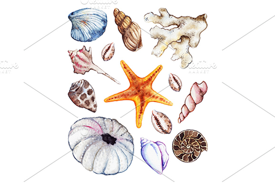 Watercolor sea ocean seashell set in Illustrations - product preview 8