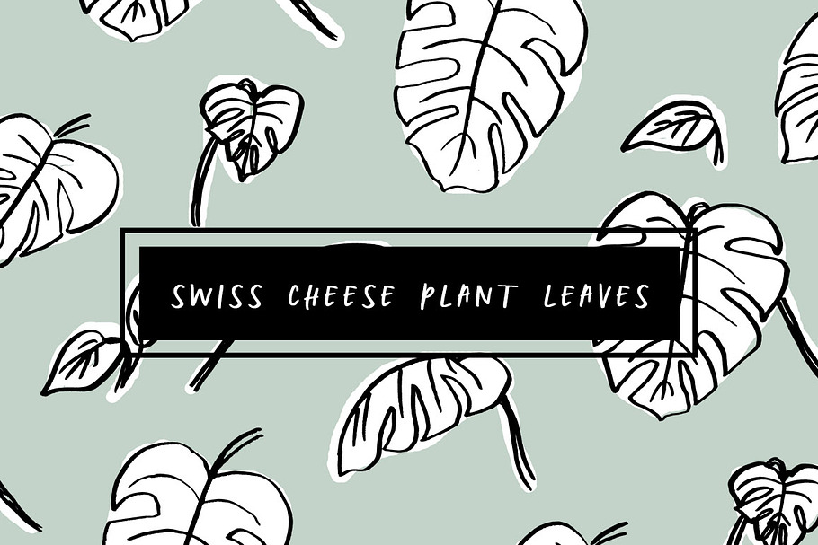 Swiss Cheese Plant Leaves + Pattern