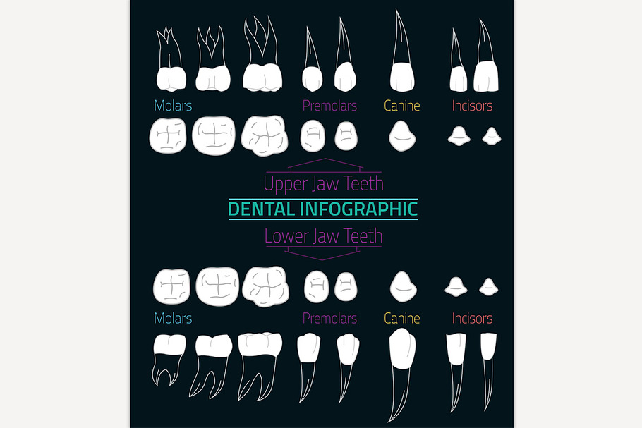 Teeth Infographic in Illustrations - product preview 8