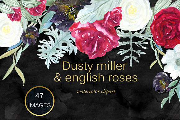 Dusty miller & english roses in Illustrations - product preview 7