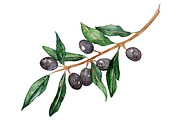 Watercolor olive branch vector