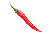 Watercolor red hot chili pepper