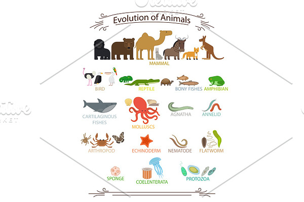 Biological evolution animals