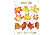 Autumn leaves . Watercolor in vector