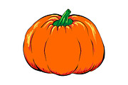 Orange pumpkin vegetable vector