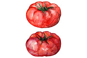 Watercolor tomato vegetable set
