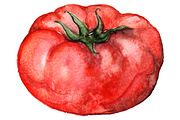 Watercolor tomato vegetable vector