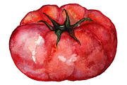 Watercolor tomato vegetable vector
