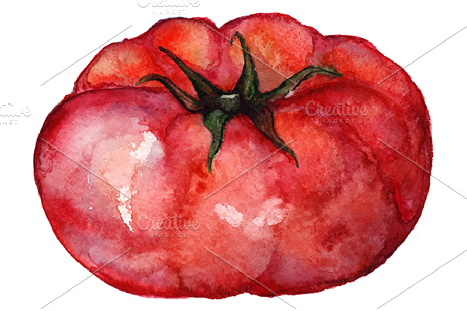 Watercolor tomato vegetable vector in Illustrations - product preview 8