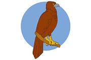 Australian Wedge-tailed Eagle Perch 