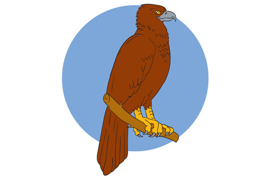 Australian Wedge-tailed Eagle Perch  in Illustrations - product preview 8