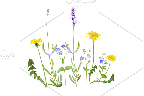 Spring Wildflowers in Illustrations - product preview 1
