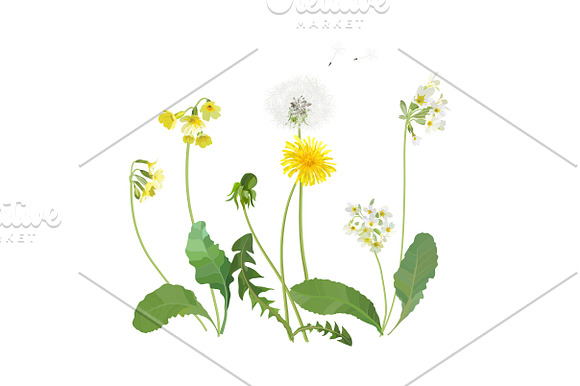 Spring Wildflowers in Illustrations - product preview 2