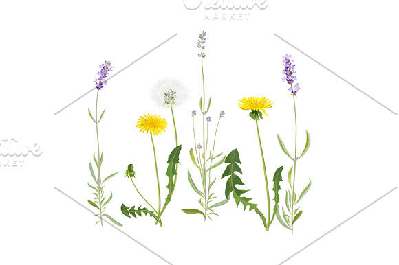 Spring Wildflowers in Illustrations - product preview 4