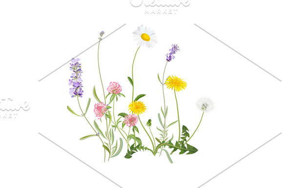 Spring Wildflowers in Illustrations - product preview 6