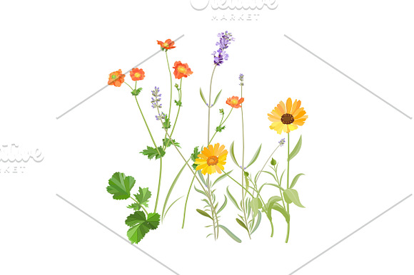 Spring Wildflowers in Illustrations - product preview 7