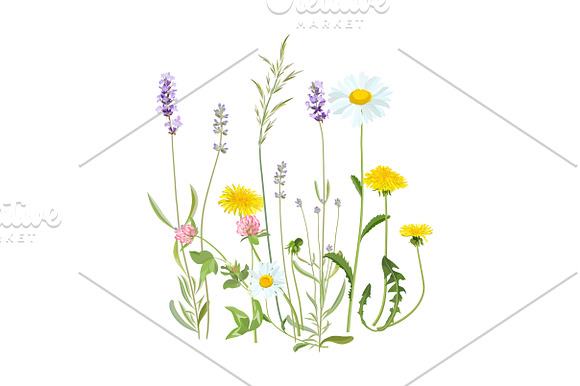 Spring Wildflowers in Illustrations - product preview 9