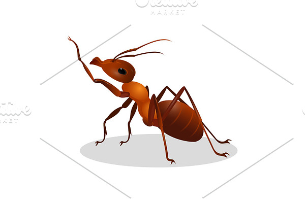 Cartoon realistic ant isolated on white. One leg raised up