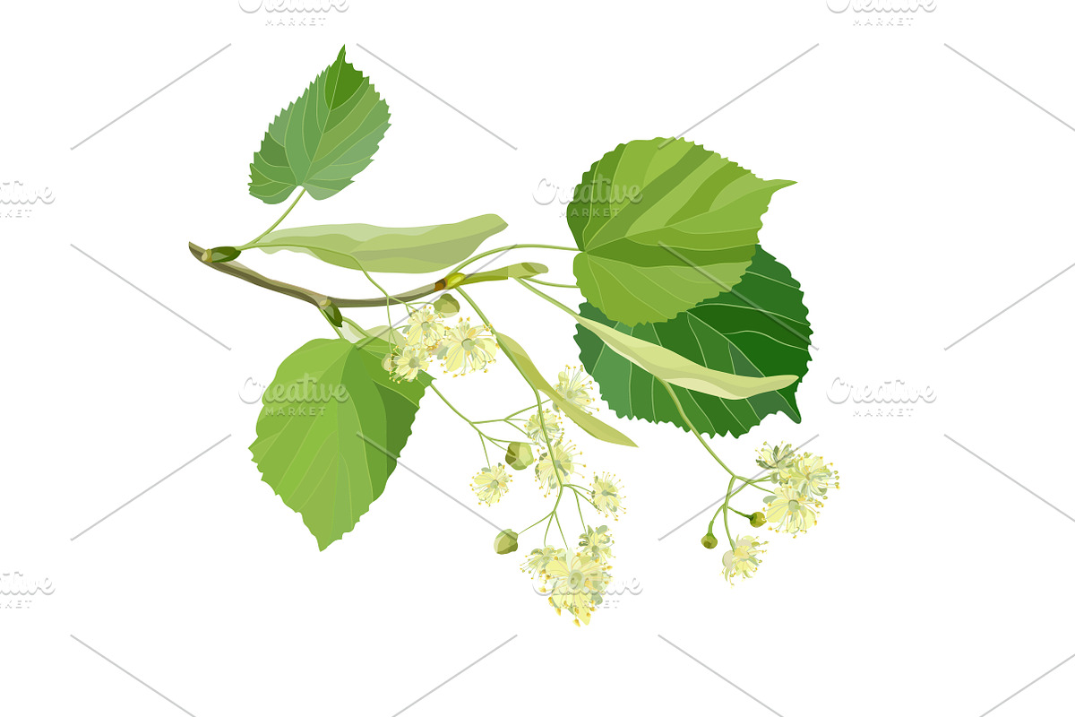 Linden Flowers. in Illustrations - product preview 8