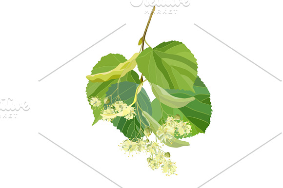 Linden Flowers. in Illustrations - product preview 1