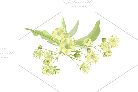 Linden Flowers. in Illustrations - product preview 2