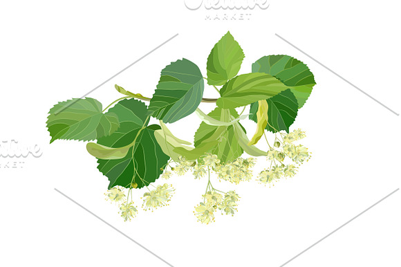 Linden Flowers. in Illustrations - product preview 3