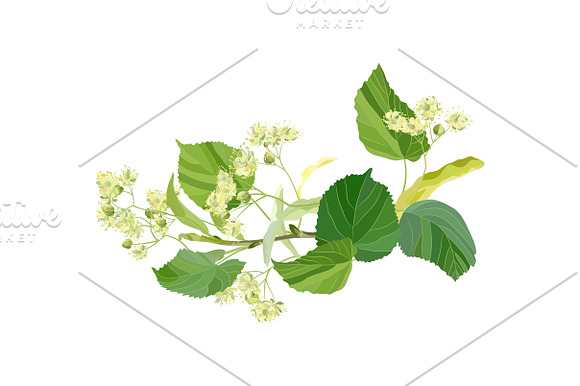 Linden Flowers. in Illustrations - product preview 4