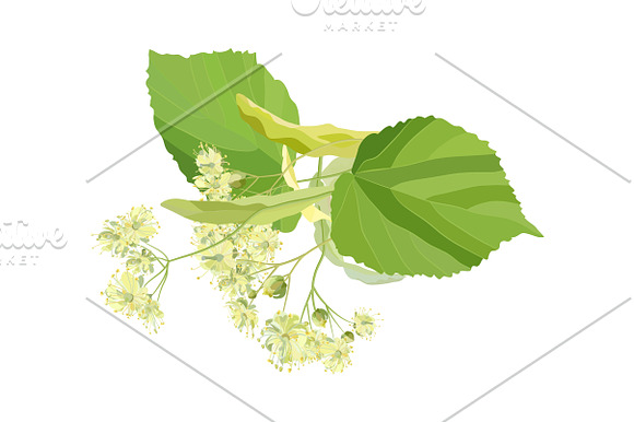 Linden Flowers. in Illustrations - product preview 5