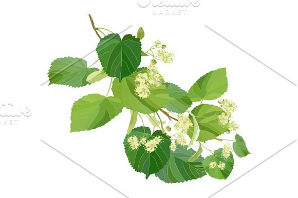 Linden Flowers. in Illustrations - product preview 6