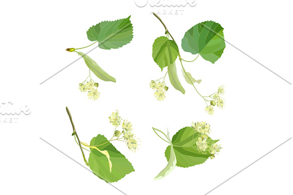 Linden Flowers. in Illustrations - product preview 7