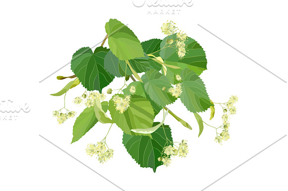 Linden Flowers. in Illustrations - product preview 8