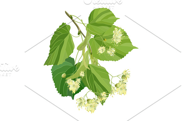 Linden Flowers. in Illustrations - product preview 9