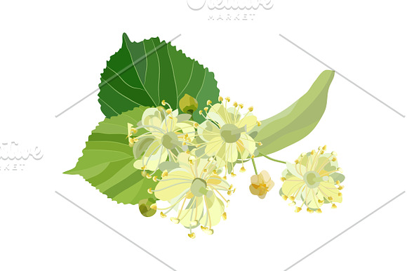 Linden Flowers. in Illustrations - product preview 10
