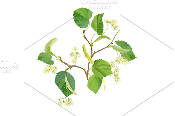 Linden Flowers. in Illustrations - product preview 11