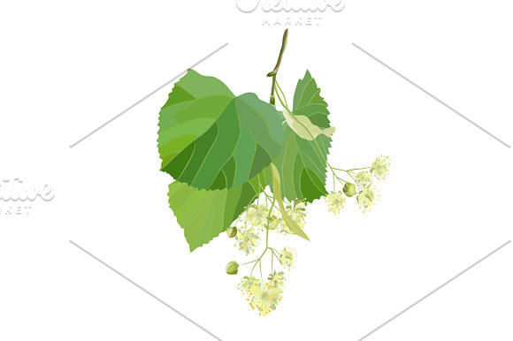 Linden Flowers. in Illustrations - product preview 12