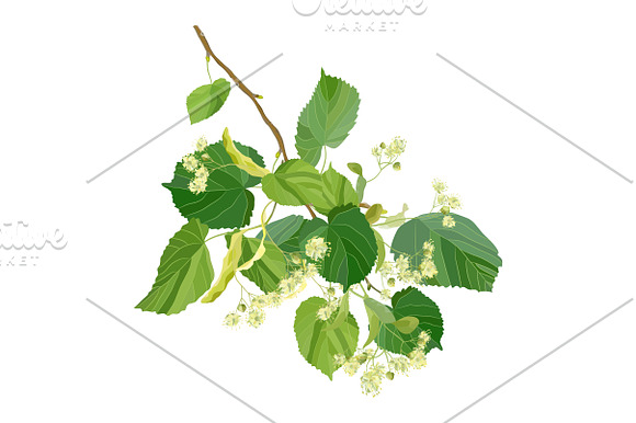 Linden Flowers. in Illustrations - product preview 13