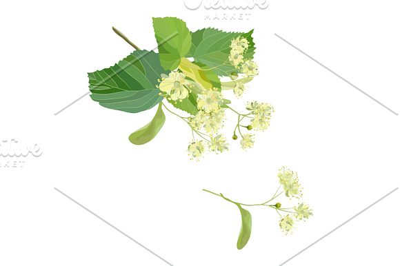 Linden Flowers. in Illustrations - product preview 14