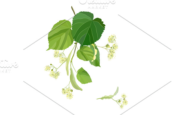 Linden Flowers. in Illustrations - product preview 15