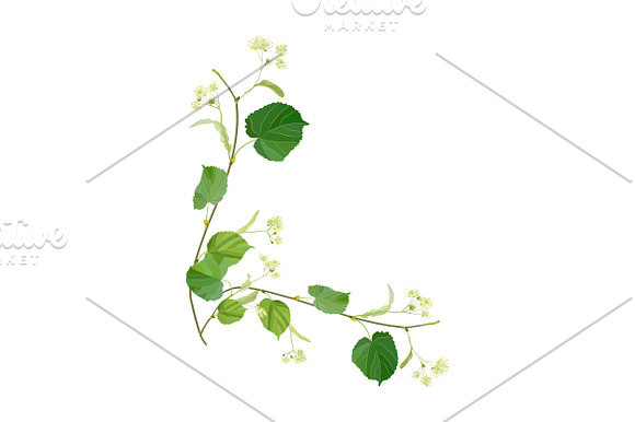 Linden Flowers. in Illustrations - product preview 16