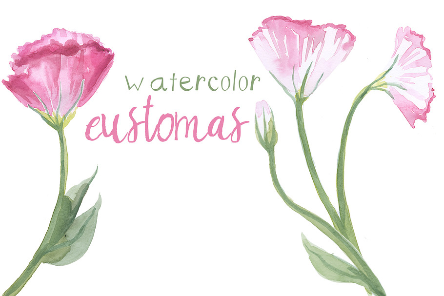 Watercolor Eustomas Clip Art in Illustrations - product preview 8