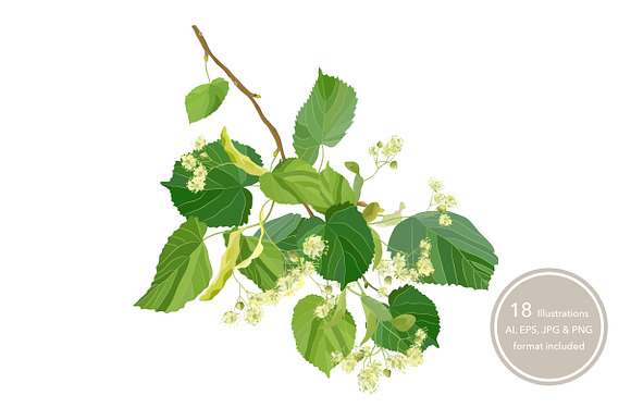 Linden Flowers. in Illustrations - product preview 18