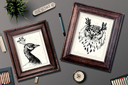 Birds illustrations