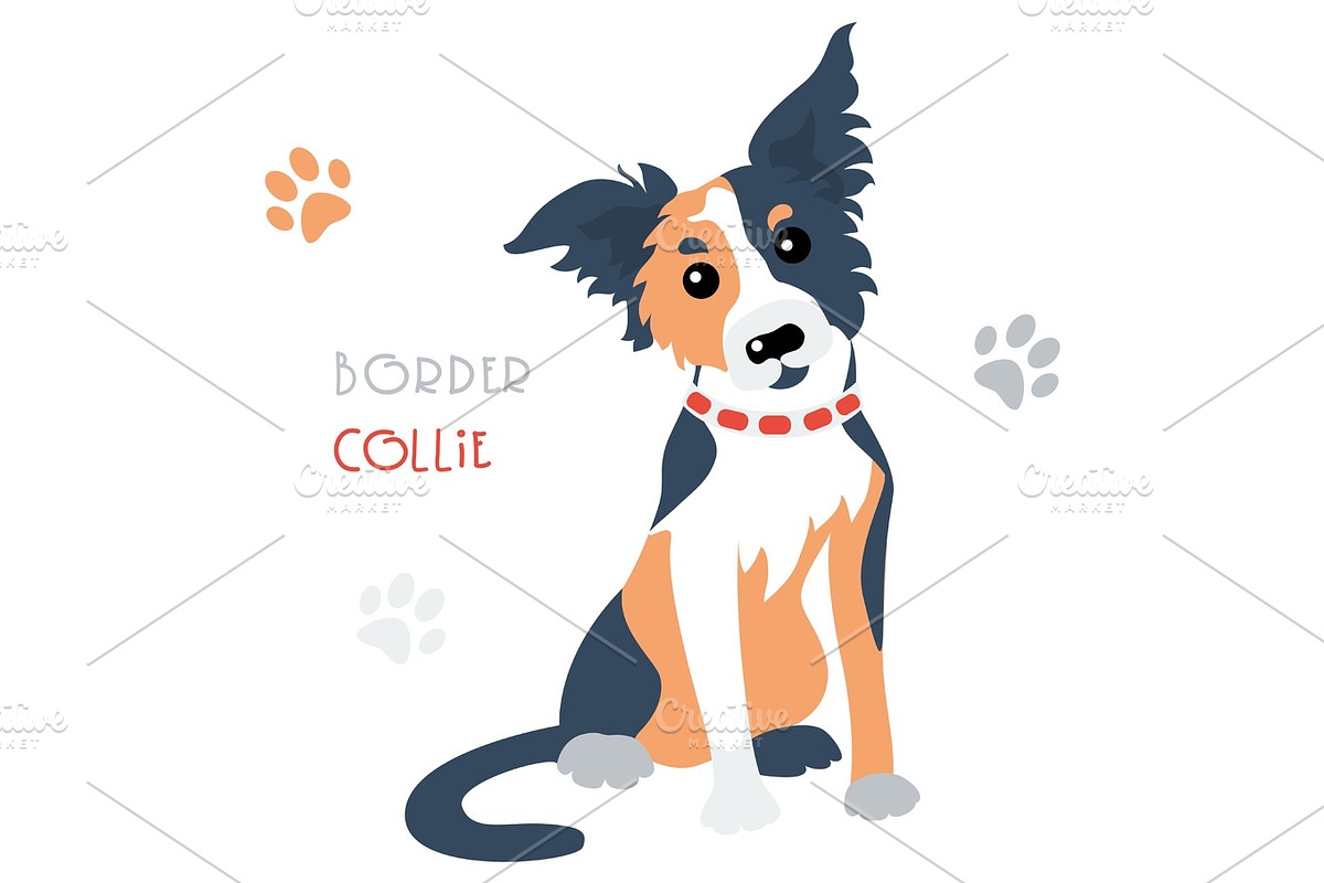 Vector funny Border Collie tricoloured dog sitting in Illustrations - product preview 8