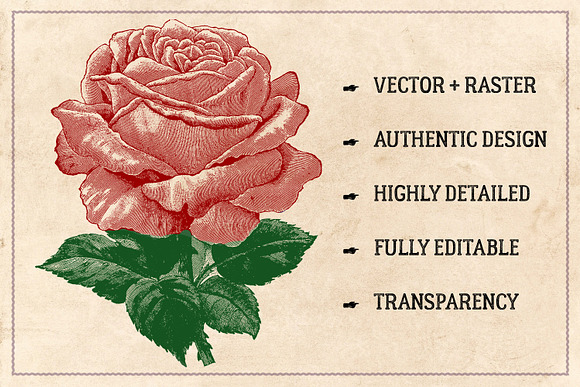 70 Vintage Rose Illustrations in Illustrations - product preview 1