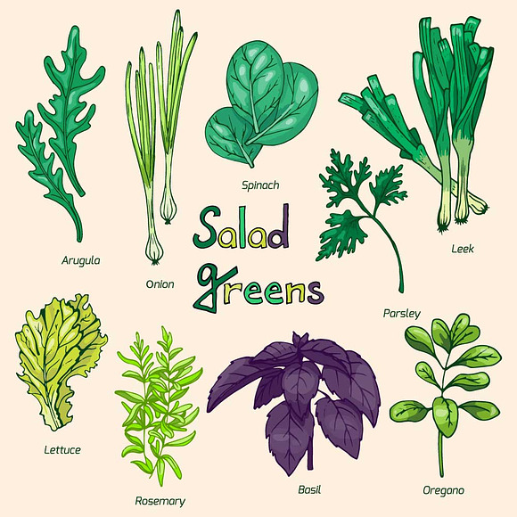 Vector set of green salad leaves in Illustrations - product preview 2