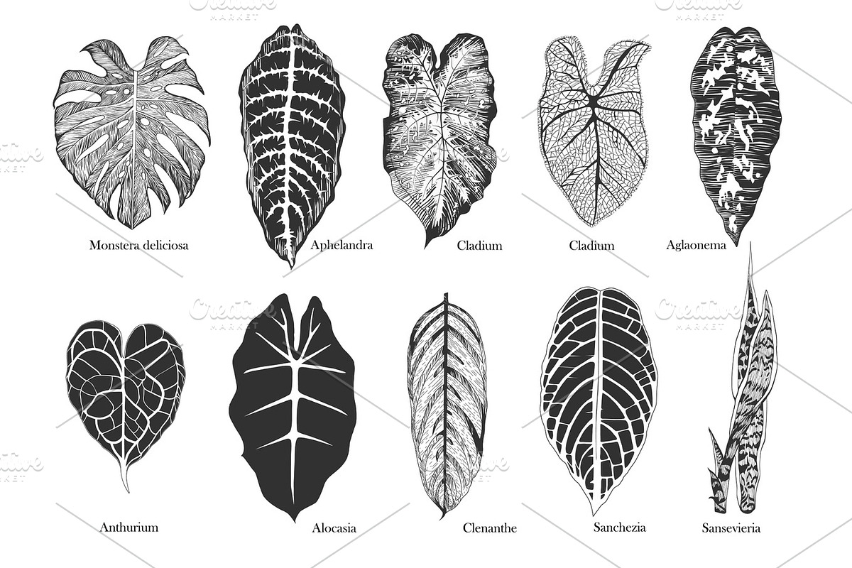 Exotic leaves vector set. Black and white. in Objects - product preview 8