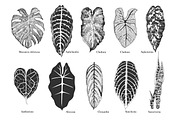 Exotic leaves vector set. Black and white.