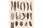 Hand drawn vintage set with feathers. Vector.